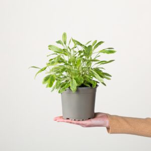 Echter Salbei 'Icterina'