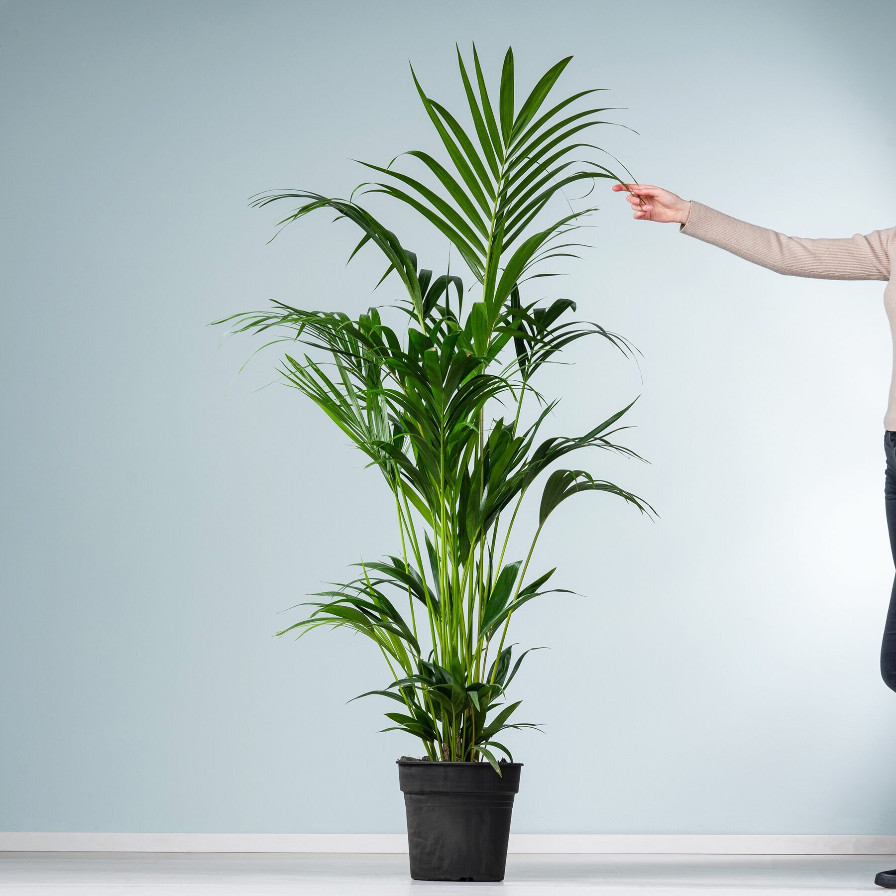 Kentia-Palme 'Forsteriana' L – Bild 2