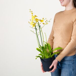 Orchidee 'Münsterland Stern'