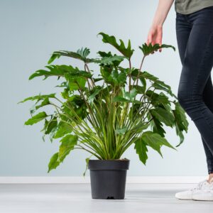 Philodendron 'Xanadu' M