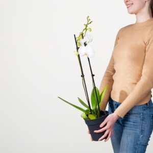 Phalaenopsis 'Dame Blanche'