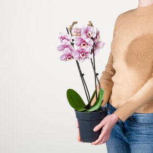 Phalaenopsis 'Dutch Beauty'