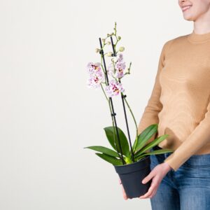 Phalaenopsis 'Expressions' rosa