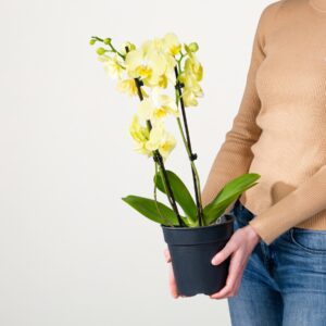 Phalaenopsis 'Green Mile'