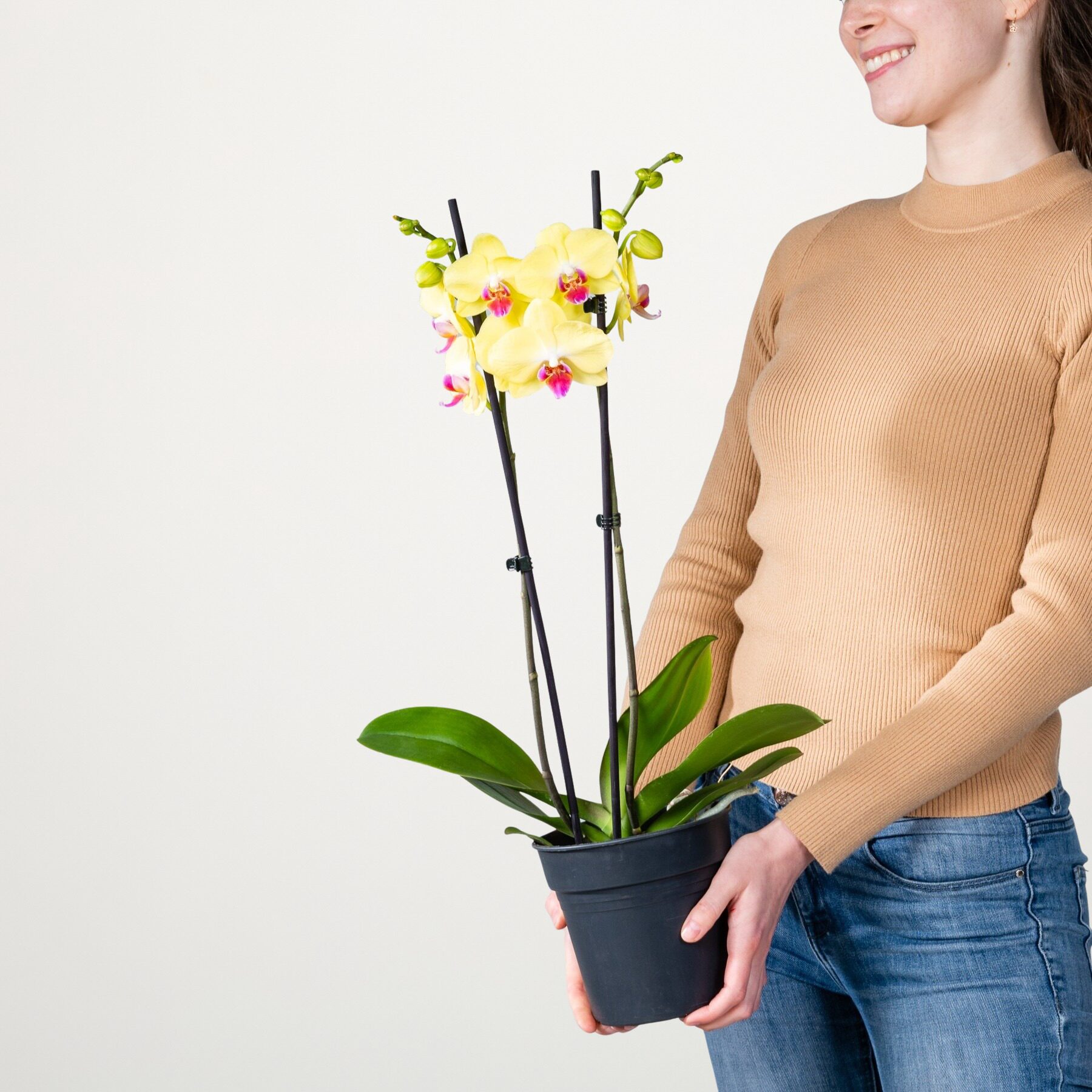 Phalaenopsis 'Limelight'