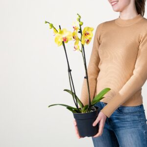 Phalaenopsis 'Miraflor'