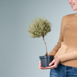 Zitronenthymian 'Silver Queen' - Stämmchen