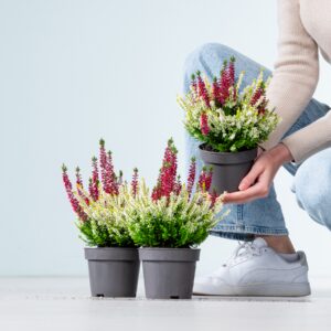 Besenheide 'Colour Crown®' rot - 3 Stück