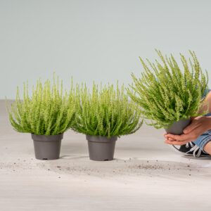Besenheide 'Elegantissima' - 3 Stück