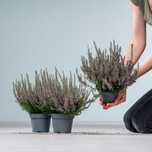 Besenheide Garden Girls® 'Herbstlavendel' - 3 Stück