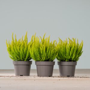 Besenheide Skyline® 'Las Vegas' - 3 Stück