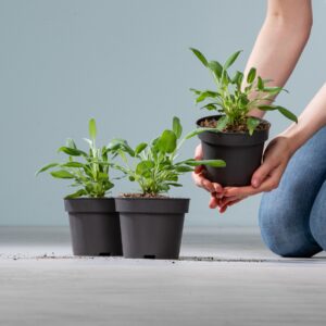 BIO Echter Salbei - 3 Stück