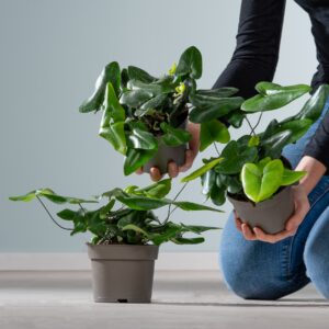 BIO Herzfarn 'Arifolia' - 3 Stück
