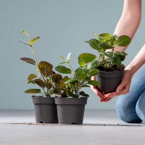 BIO Käsekraut - 3 Stück