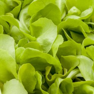 BIO Römersalat Schale - 3 Stück
