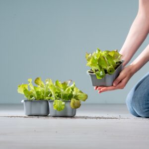 BIO Roter Krautsalat Schale - 3 Stück
