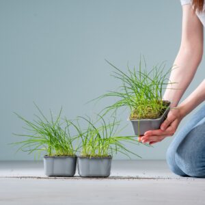 BIO Schnittlauch Schale - 3 Stück