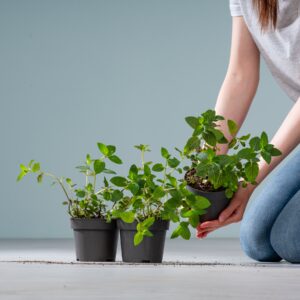 BIO Schokoladen-Minze - 3 Stück
