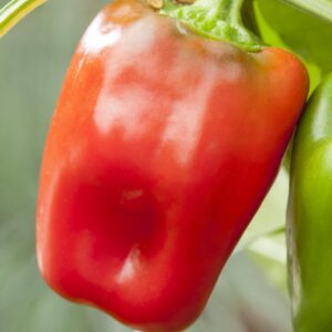 BIO Topfpaprika 'Popti' - 3 Stück