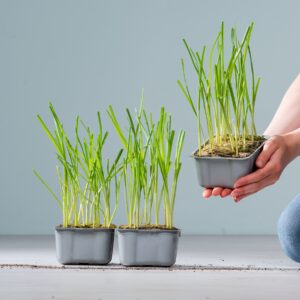 BIO Zierlauch Schale - 3 Stück