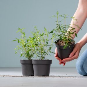 BIO Zitronentagetes 'Compacta'  - 3 St&uuml;ck