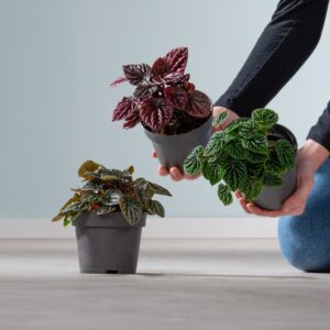 BIO Peperomia 'Carperata' - 3 Stück