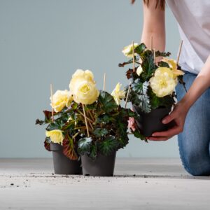 Duftbegonie 'Fragrant Falls' Lemon - 3 Stück