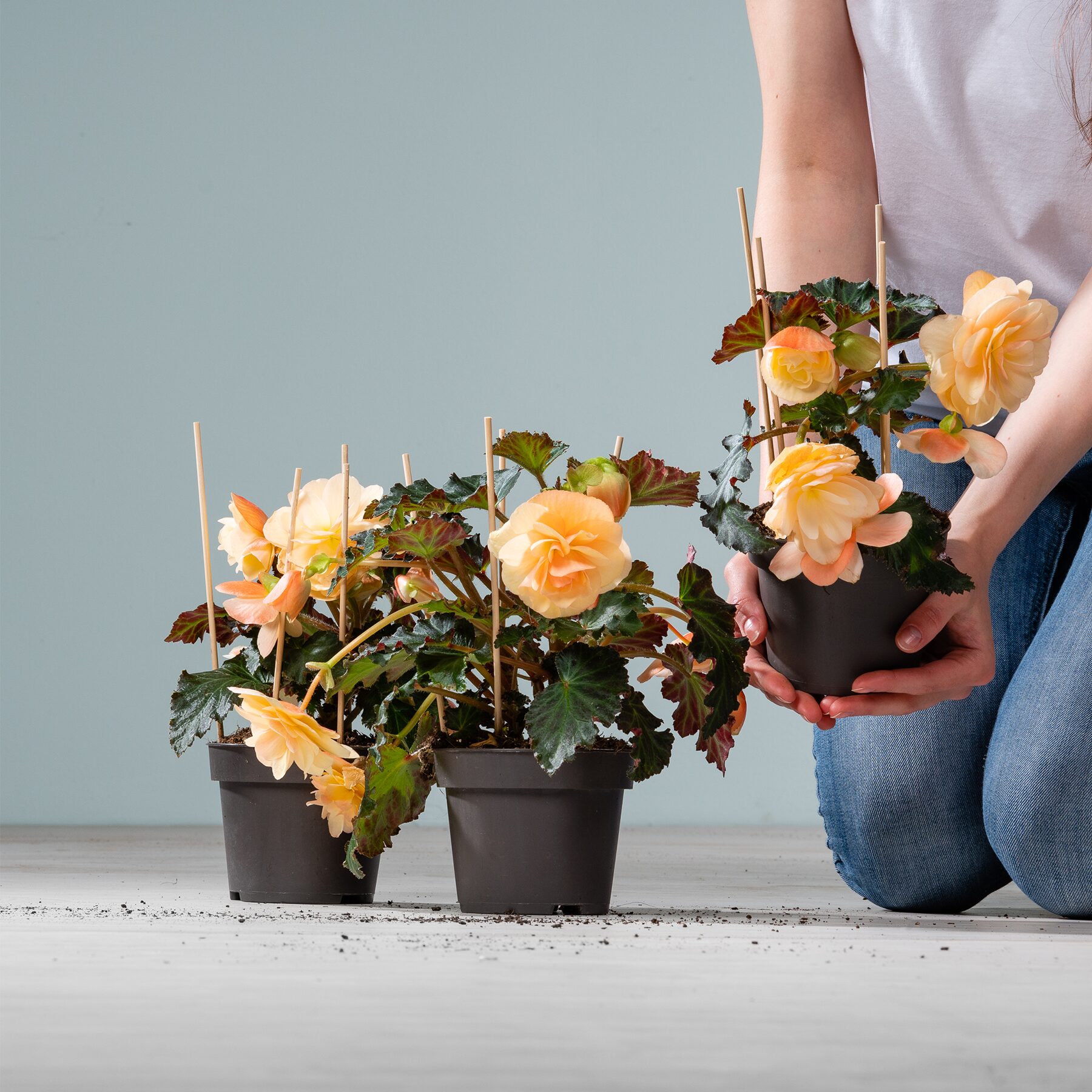 Duftbegonie 'Fragrant Falls' Peach - 3 Stück