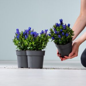 Enzian 'Bella Blue' - 3 Stück