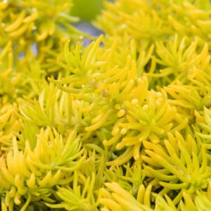 Fetthenne 'Yellow Bouquet' - 3 Stück