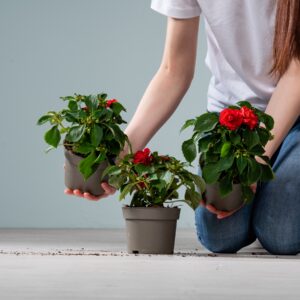 Fleißiges Lieschen 'Fiesta Olé' Rot - 3 Stück