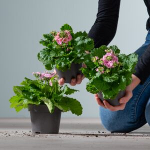 Fliederprimeln Rosa - 3 Stück