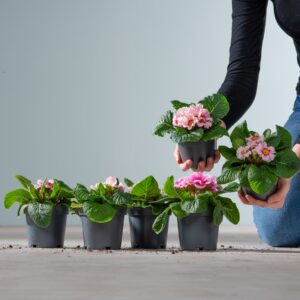 Frühlings-Primeln Rosa - 6 Stück