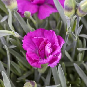 Gartennelke 'Violet Wonder' - 3 Stück