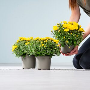 Gelbe Chrysantheme 'Garden Mums' - 3 Stück