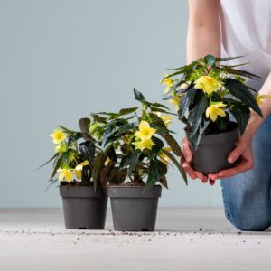 Hänge-Begonie Gelb - 3 Stück
