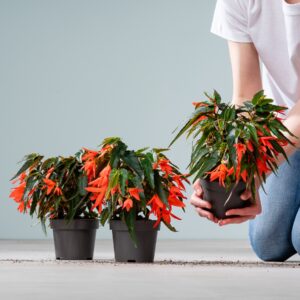 Hänge-Begonie Orange - 3 Stück