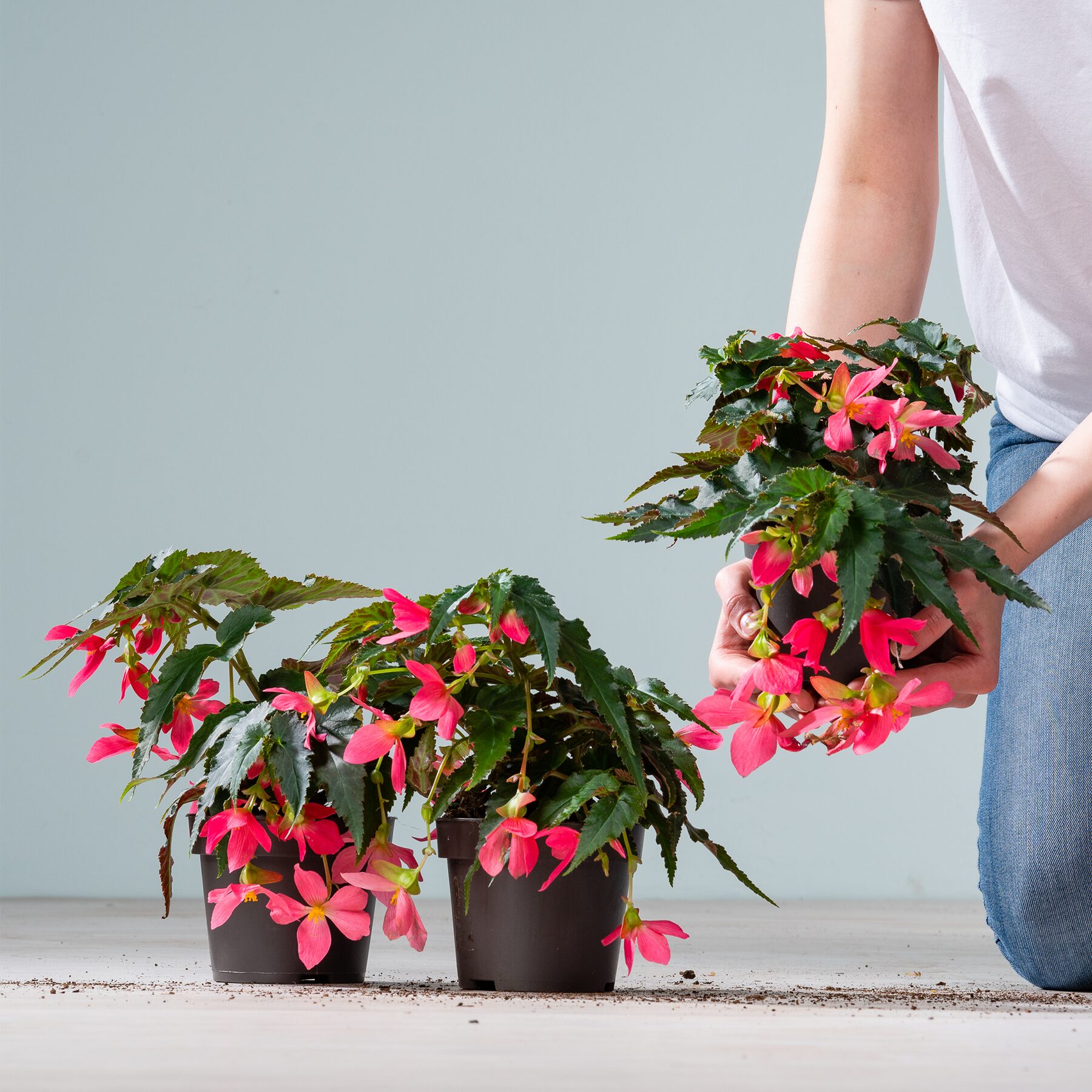Hänge-Begonie Rosa - 3 Stück