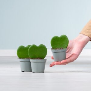 Herzblatt 'Hoya' - 3 Stück