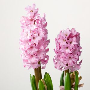 Hyazinthen Rosa M - 3 Stück