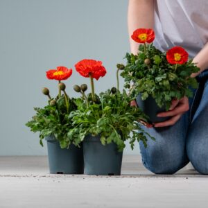Islandmohn Rot - 3 Stück