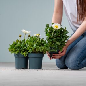 Islandmohn Weiß - 3 Stück