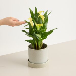 Afrikanische Calla Gelb
