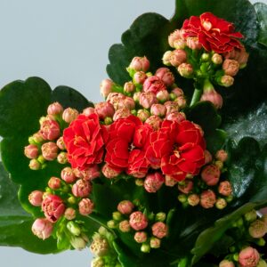 Kalanchoe 'Calandiva' Rot - 3 Stück M
