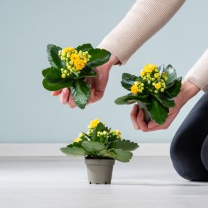 Kalanchoe 'Calandiva' Gelb - 3 Stück S