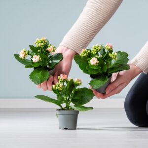Kalanchoe 'Calandiva' Rosa - 3 Stück S