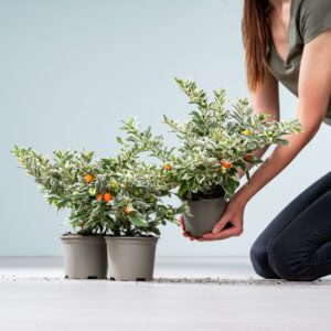 Panaschierter Korallenstrauch 'Roja' - 3 Stück