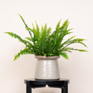 Keramik Übertopf Japandi Braun/Grün - 13 cm