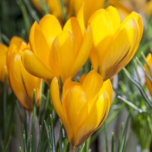 Krokus Gelb - 3 Stück