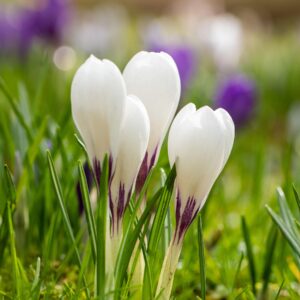 Krokus Weiß - 3 Stück